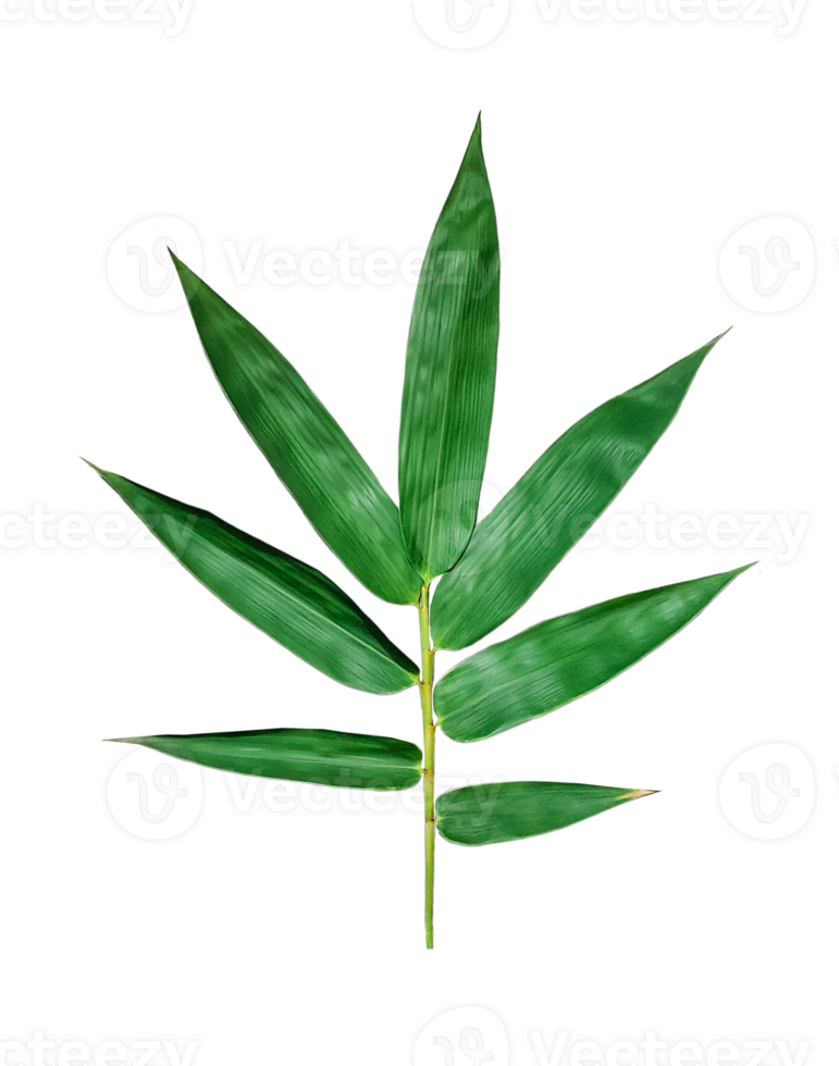 a green leaf of bamboo on a transparent background, a green palm leaf on a background png
