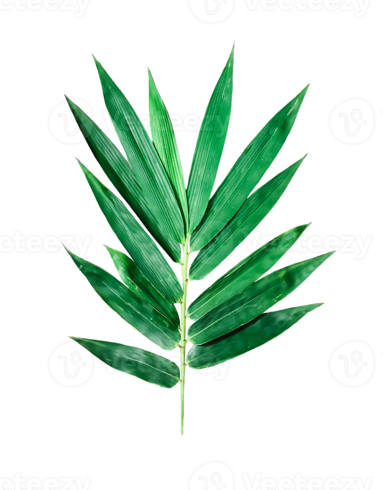a green leaf of bamboo on a transparent background, a green palm leaf on a background png