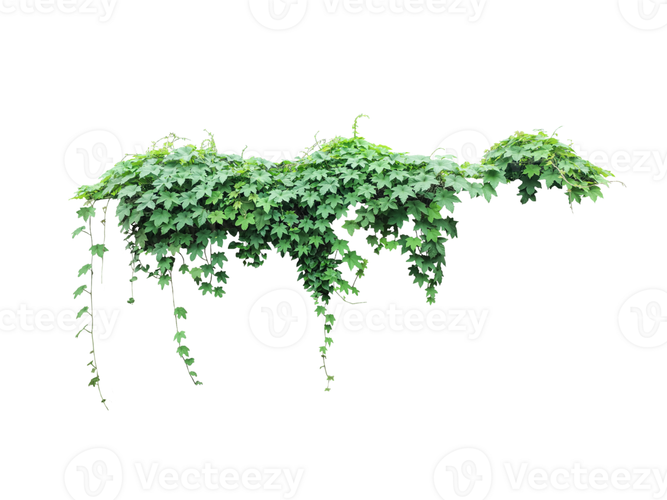 green tree isolated on transparent, A Animal shaped create by natural creeper green leaves,a plant with green leaves hanging from wall png