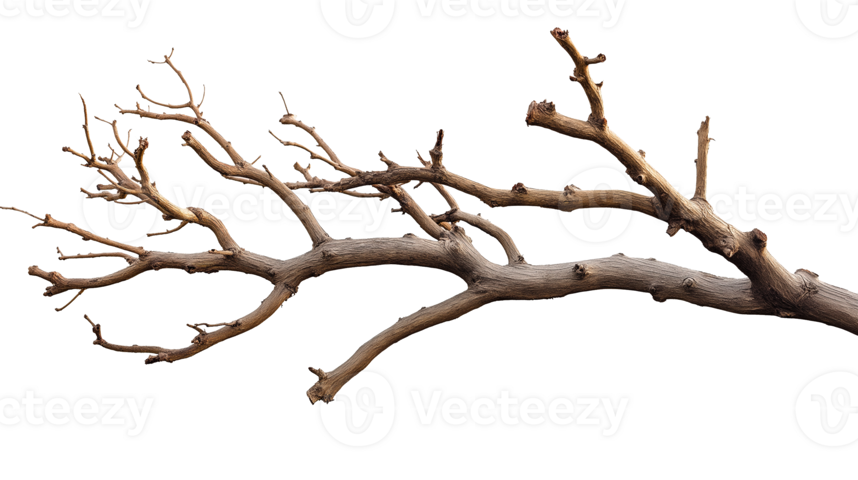 Realistic Transparent Tree Branches with Detailed Natural Textures png