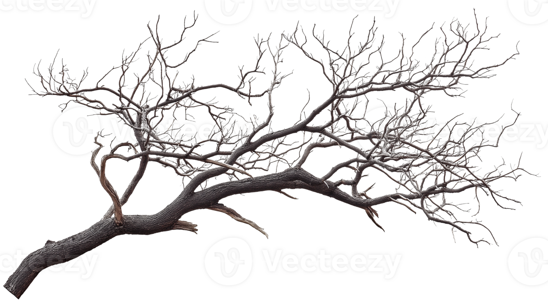 Simple tree branch transparent png
