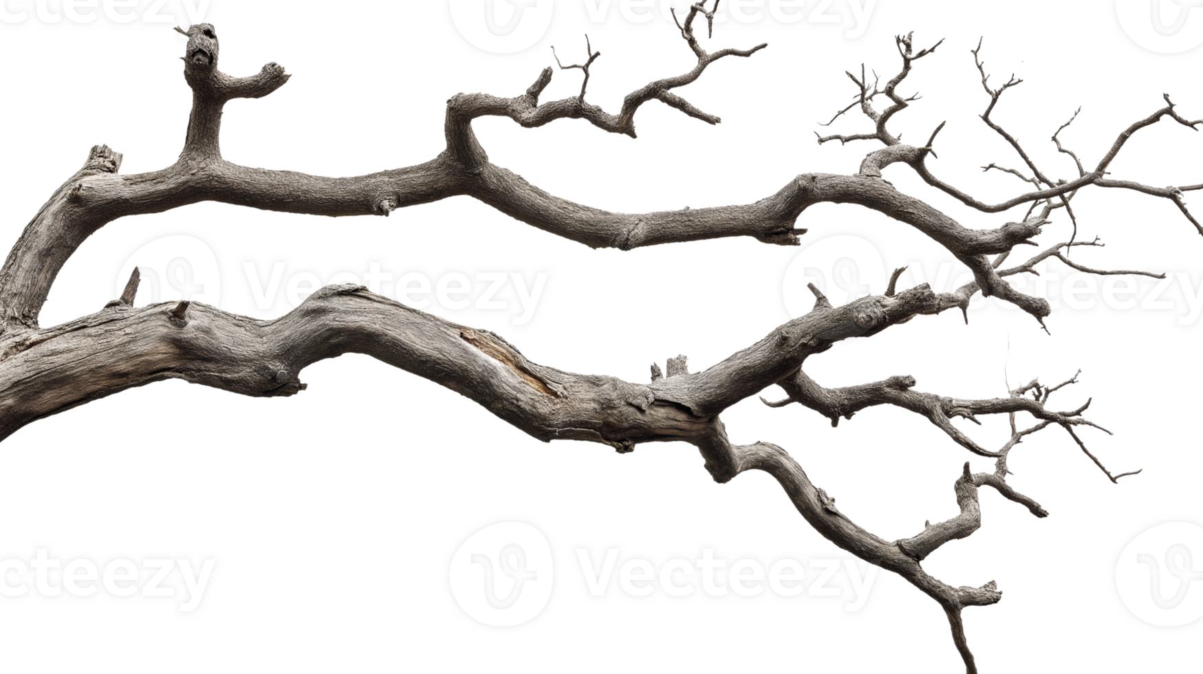 Brown tree branch transparent png