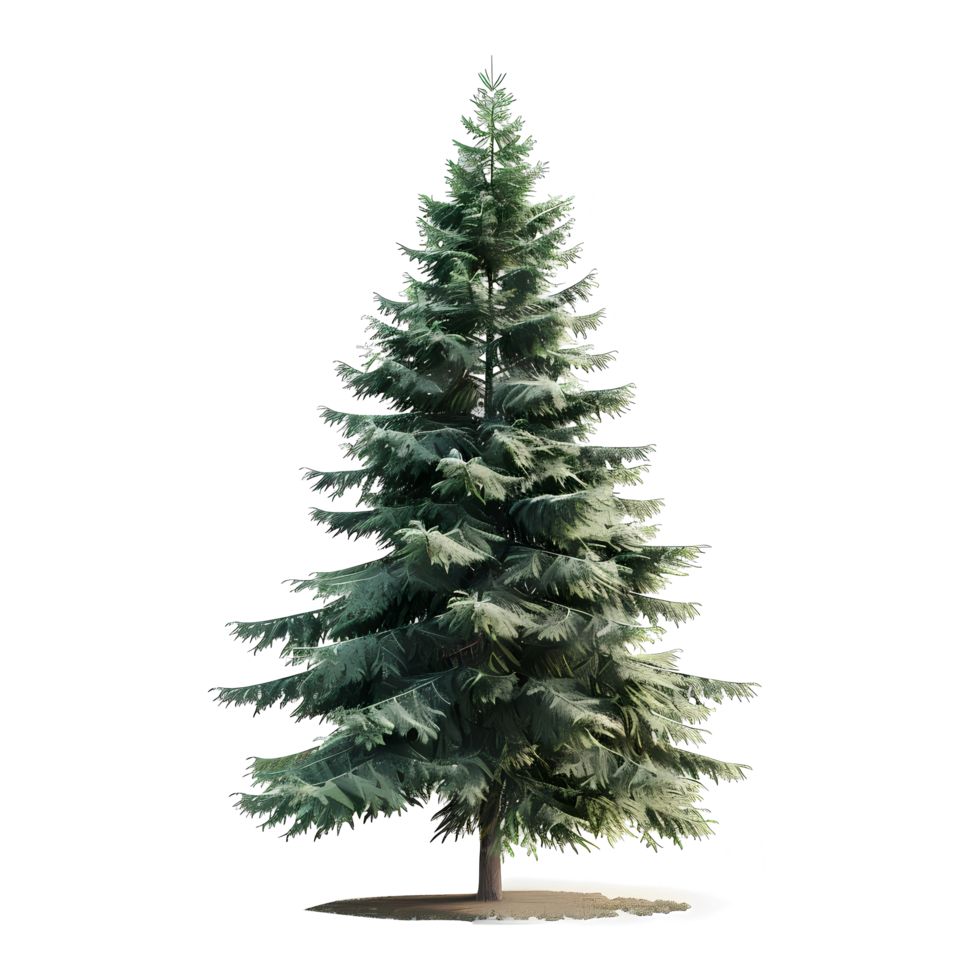 isolated spruce tree on transparent background png