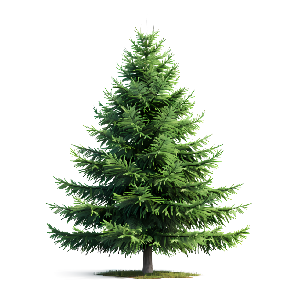 isolated spruce tree on transparent background png