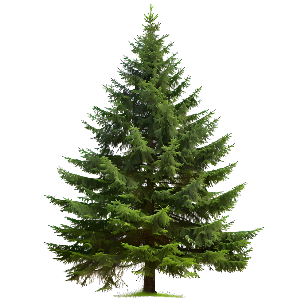 isolated spruce tree on transparent background png