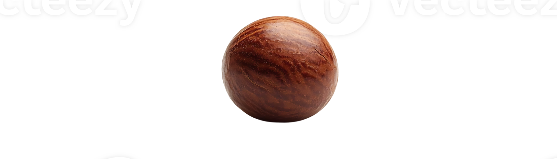 Single Macadamia Nut Isolated on Transparent Background png