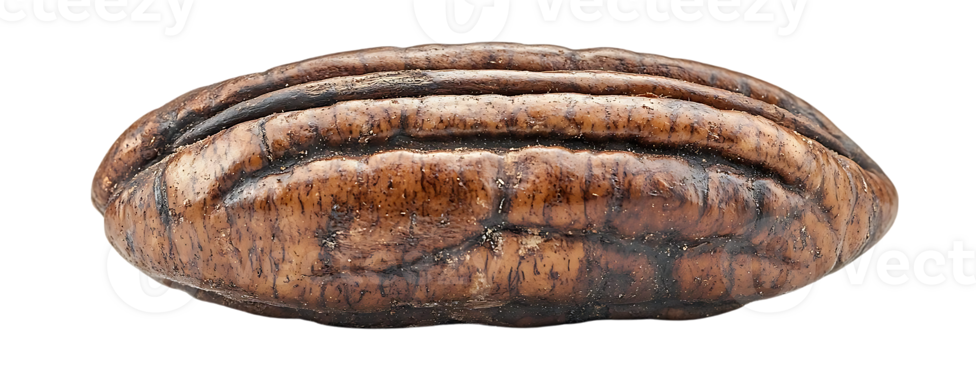 Pecan Nut Shell Isolated on a Transparent Background, Close-Up View of a Single Pecan Nut in its Shell, Isolated Pecan Nut with a Black Background, Pecan Shell Texture and Detail, High-Resolution Pecan Image, Detailed Macro Photo of a Pecan Nut, Single Pe png