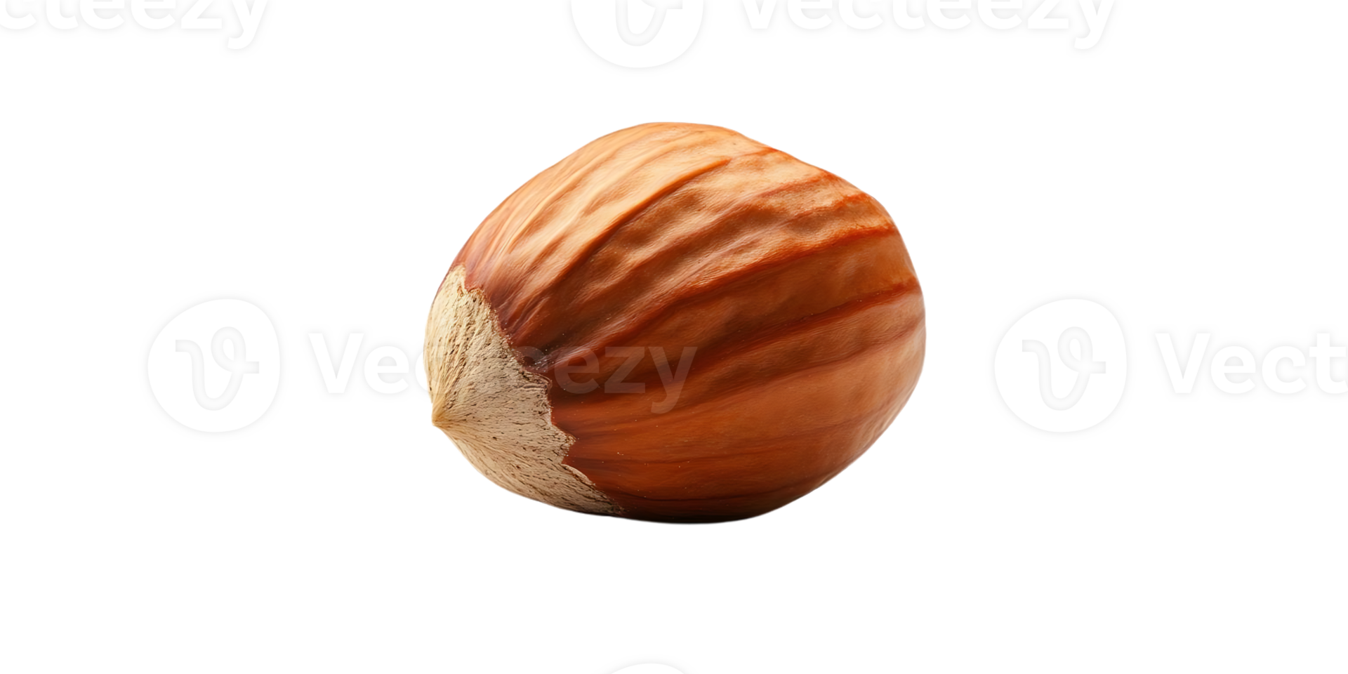 Hazelnut with Transparent Background, Isolated Nut, Brown Shell, Single Hazelnut, Close-up View, Healthy Snack, Natural Food, Delicious Nut, High-Quality Image, Dietary Supplement png