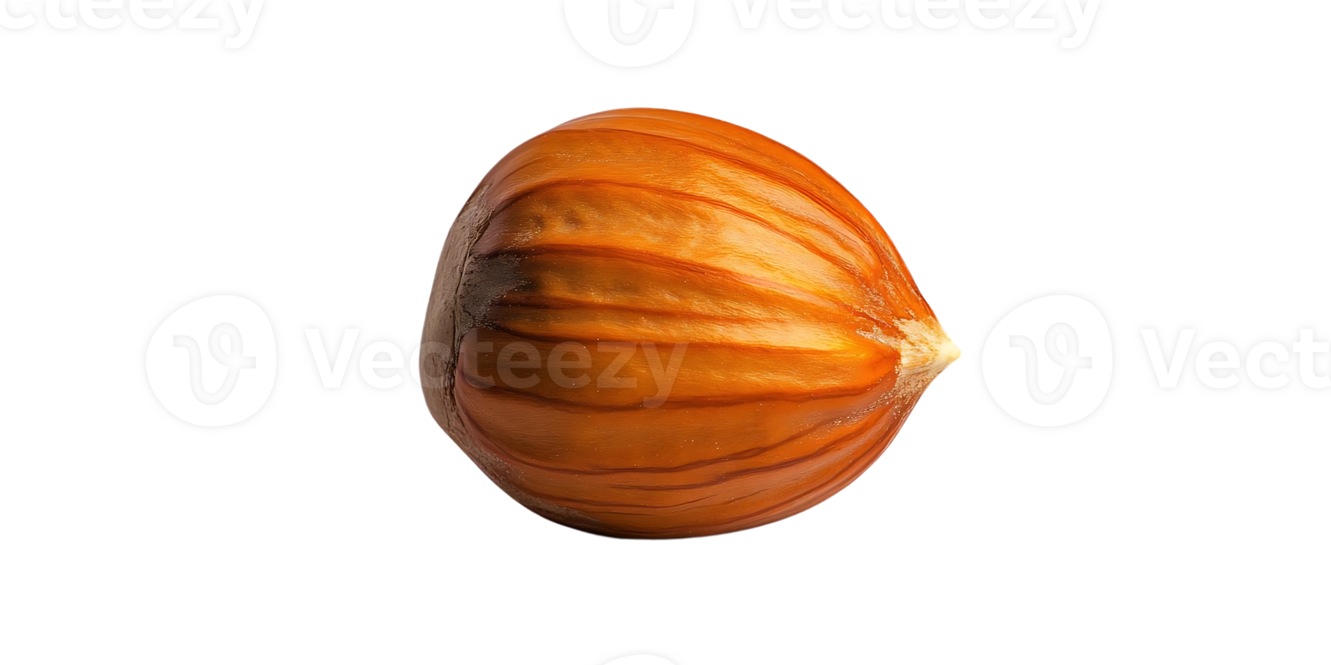 Hazelnut with a Transparent Background A Close-up View of a Brown Nut with Visible Lines and a Pointed Tip png