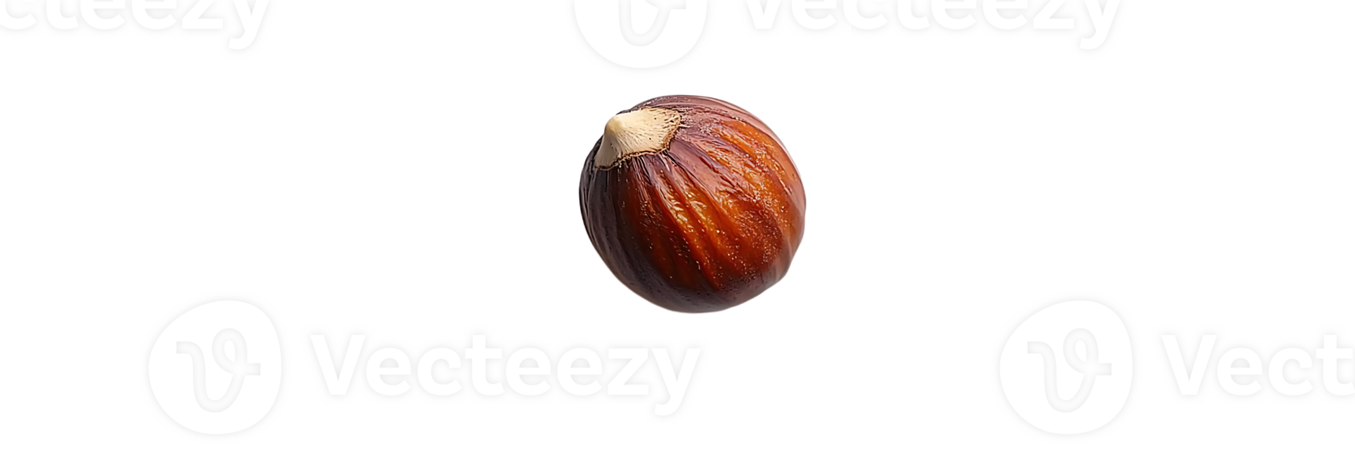 A Single Hazelnut Isolated on a Transparent Background, Nut with a Brown Shell and a Pointy Tip, Nature's Delicacy png