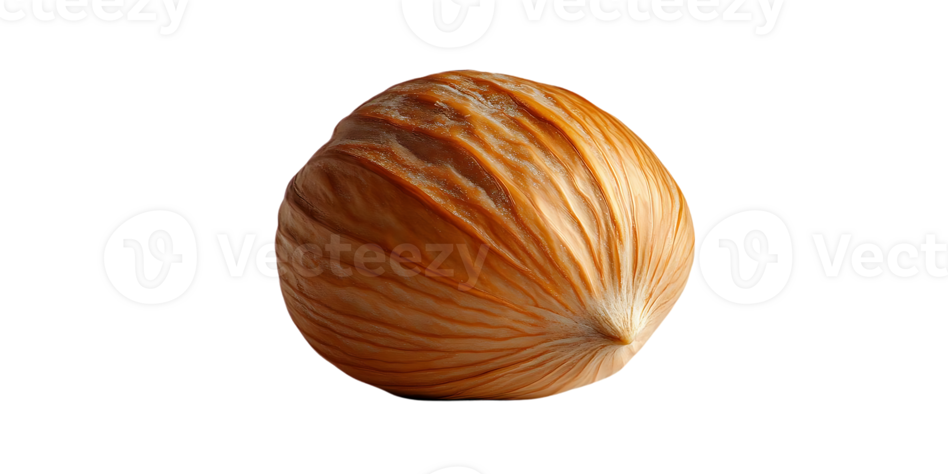 A Single Hazelnut Shell Isolated on a Transparent Background, Displaying its Intricate Texture and Warm Brown Hues png