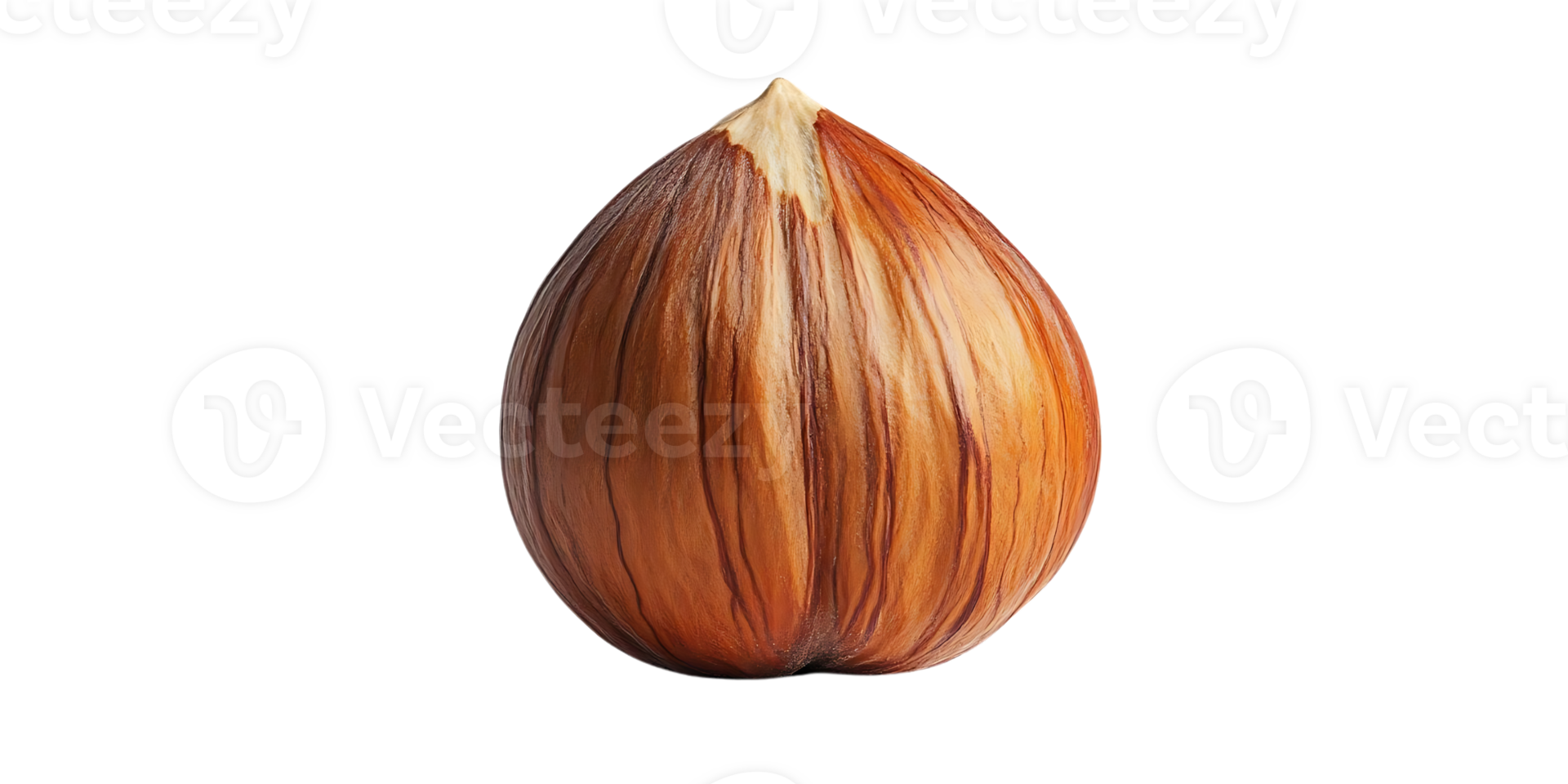 A Single Hazelnut with a Transparent Background, Isolated, Delicious, Brown, Nut, Healthy, Food, Delicious, Tasty, Snack, Nature, Fresh, Organic, Vegetarian, Vegan, Non-GMO, Whole, Kernel, Shell, Seed, Fruit, Natural, Raw, Dry, Crisp, Crunchy, High in png