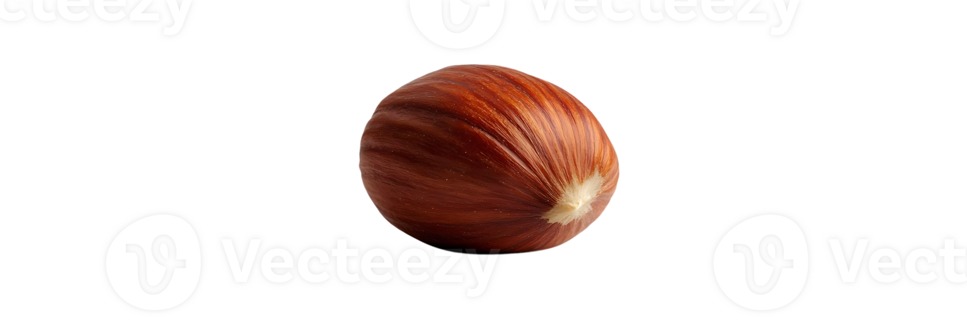 A Single Hazelnut with a Transparent Background png