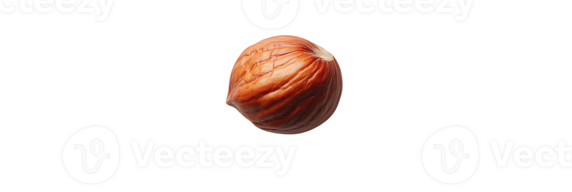 A Single Hazelnut Isolated on a Transparent Background, Perfect for Design Projects and Food Photography png
