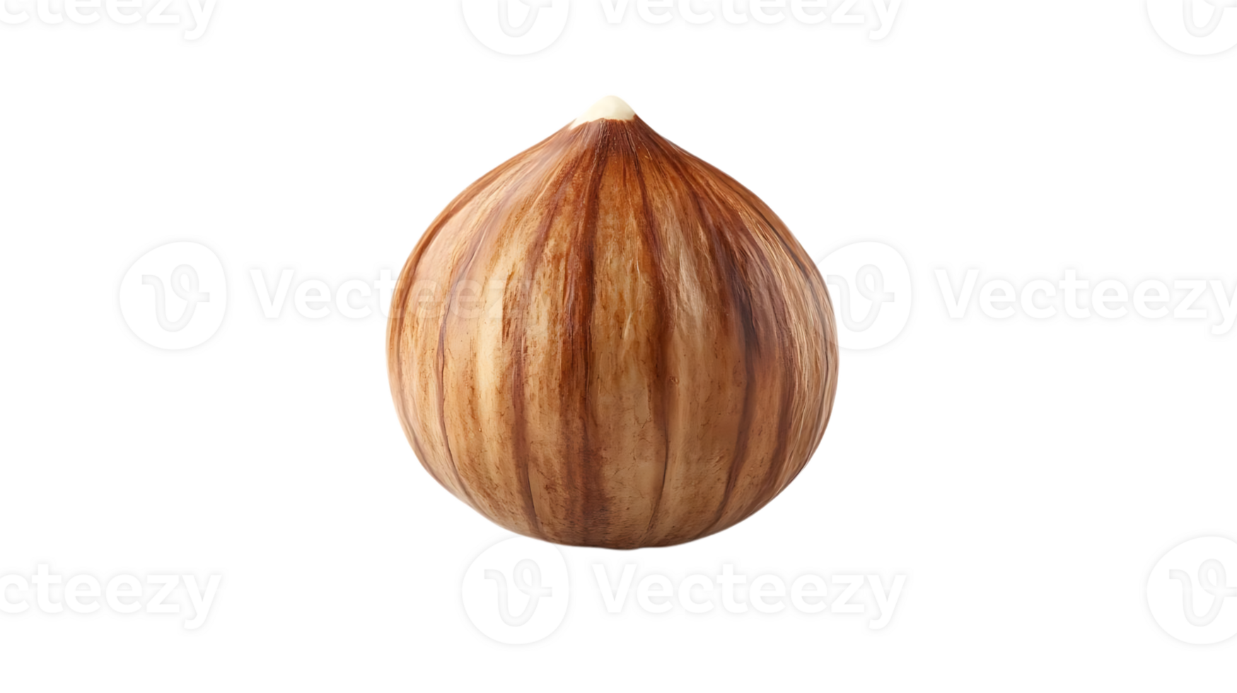 Hazelnut with a Transparent Background, Isolated, Brown Shell, Single Nut, Studio Shot, Food Photography, Natural Ingredient, Healthy Snack, Nut Shell, Edible Seed, Close-Up, Macro Photography png