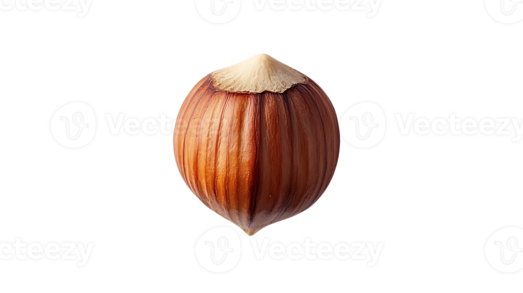 Single Hazelnut with Transparent Background png