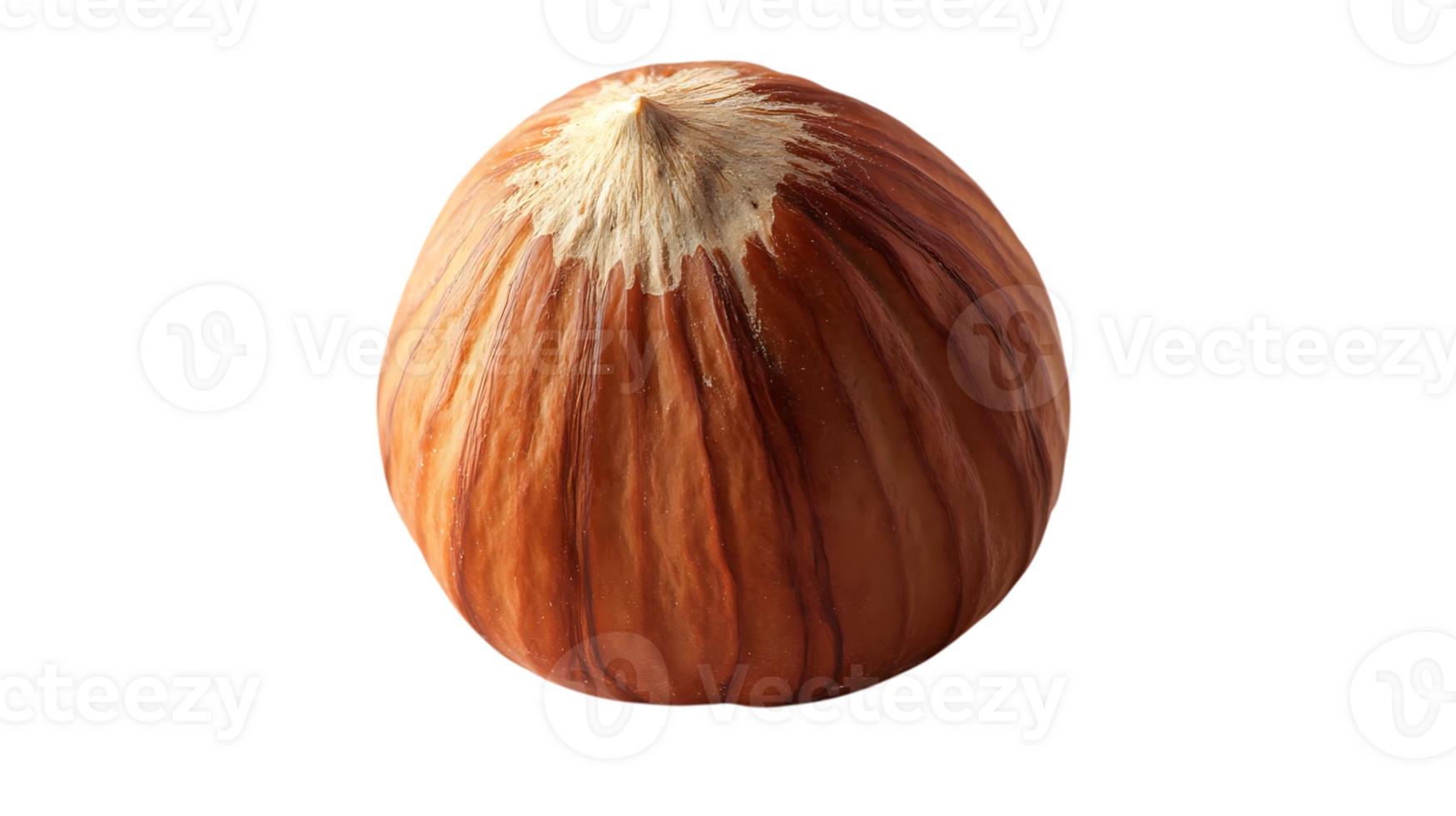 Hazelnut Shell with Transparent Background, Close-Up View of the Nut's Texture, Brown Shell with a Pointed Tip, Isolated Nut on Black Background png
