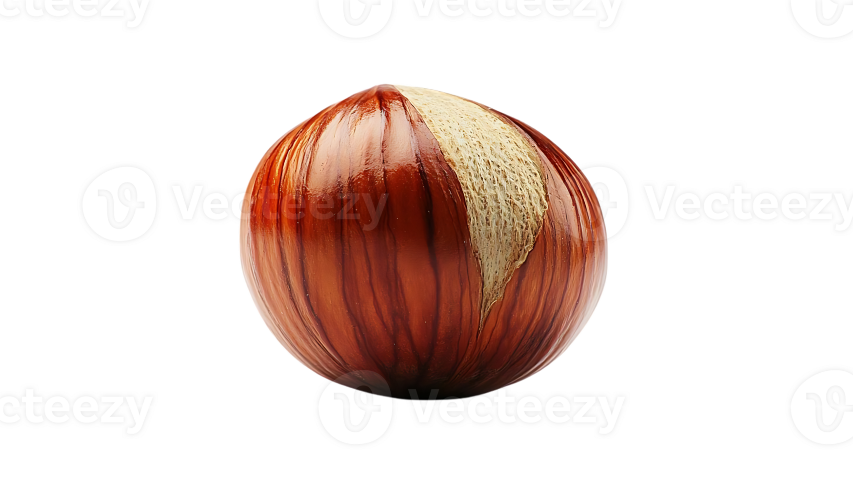Single Hazelnut Isolated on Transparent Background, Brown Shell with Visible Striations png