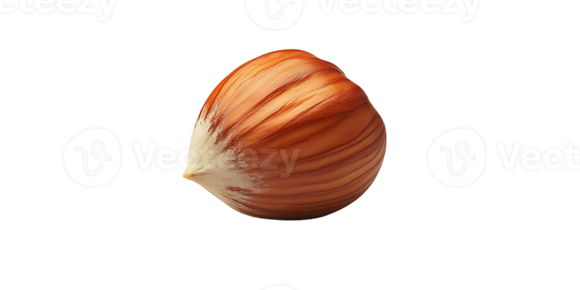 Hazelnut Isolated on Transparent Background, Brown Nut Shell, Single Nut, Food Photography, Macro Photo, Close-Up, Delicious Hazelnut, Nut Shell, Natural Food, Healthy Snack, Vegetarian Food, Nut Image, Hazelnut Background, Transparent Background. png
