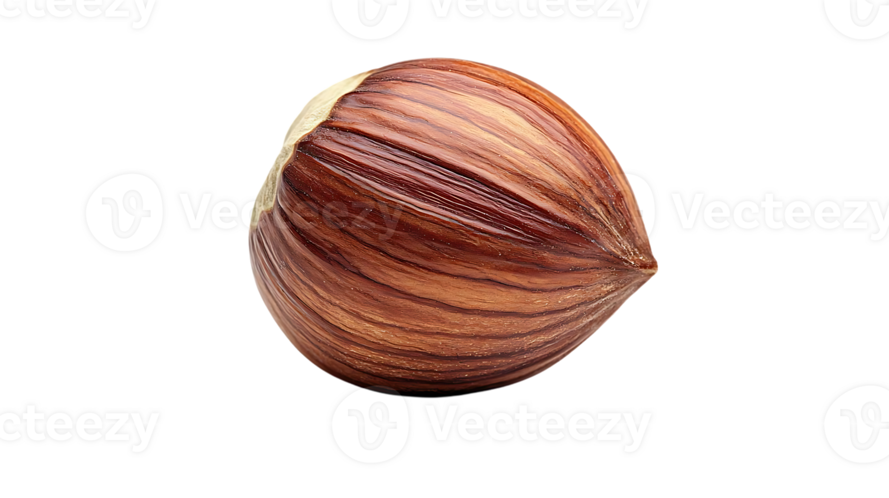 A Single Hazelnut with a Transparent Background, Displaying Its Rich Brown Shell png