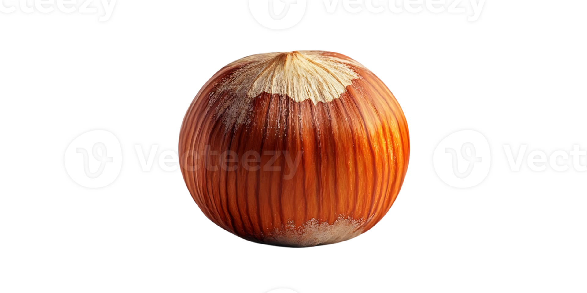 Single Hazelnut with a Transparent Background A Perfect Nut in Isolation png