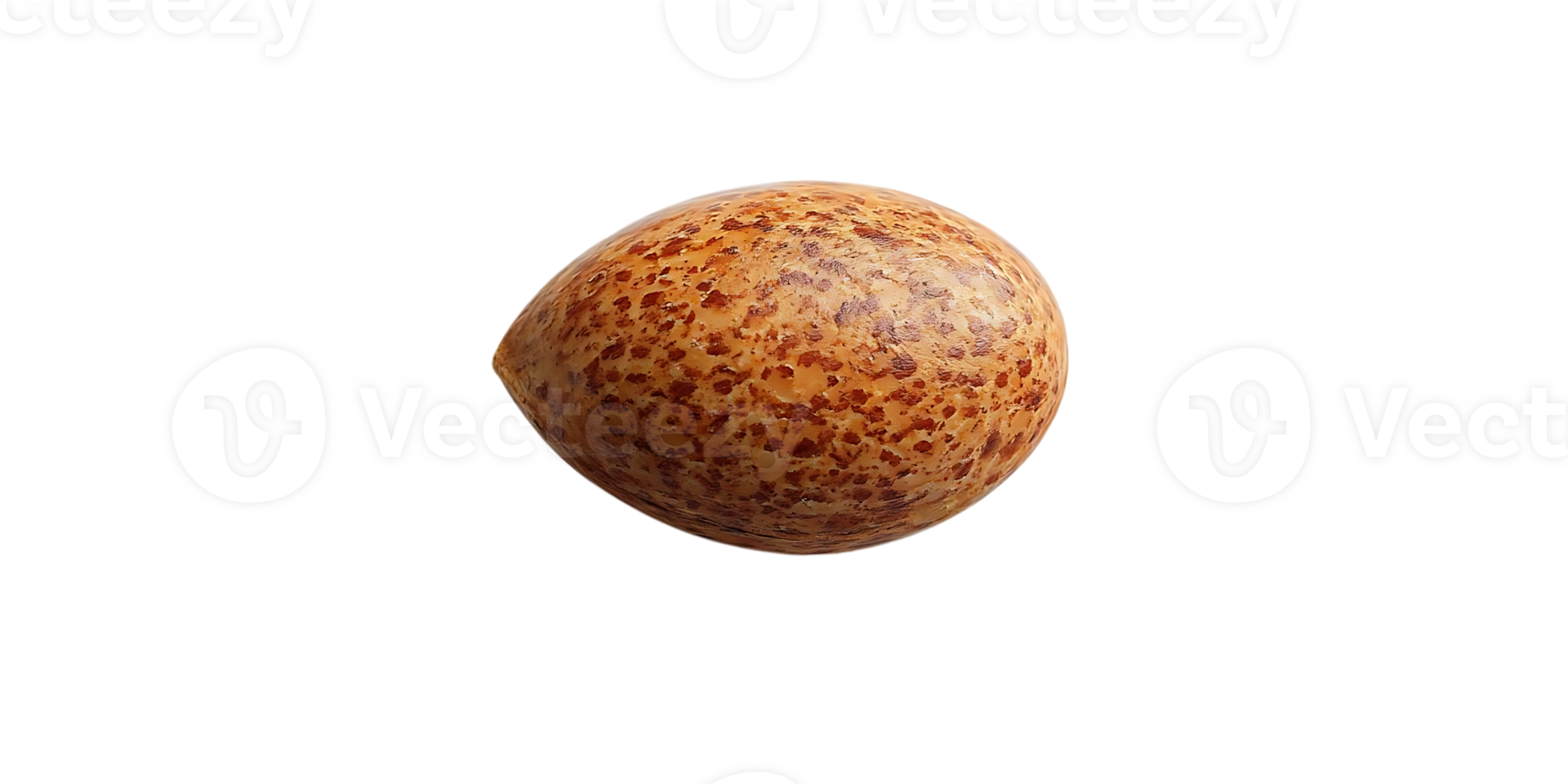 Close-up of a Single Brown Seed with a Transparent Background png