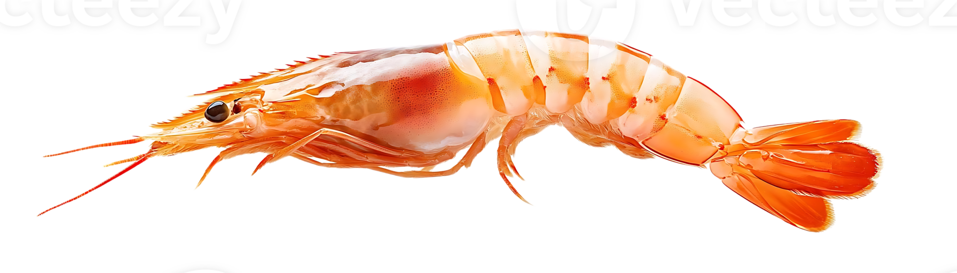 A Single Cooked Shrimp with a Transparent Background A Culinary Delight on a Black Canvas png