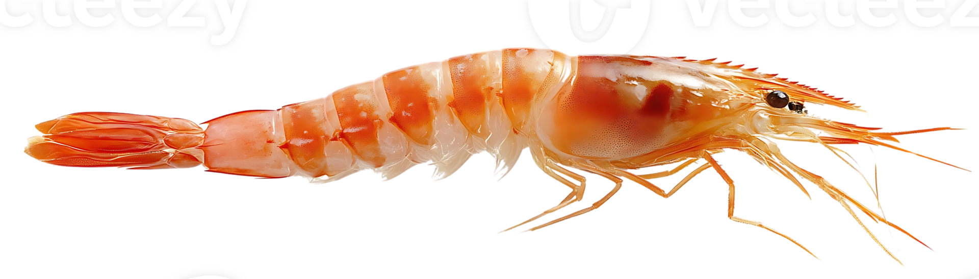 A Single Shrimp Isolated on a Transparent Background,  Perfect for Culinary Art and Food Photography png