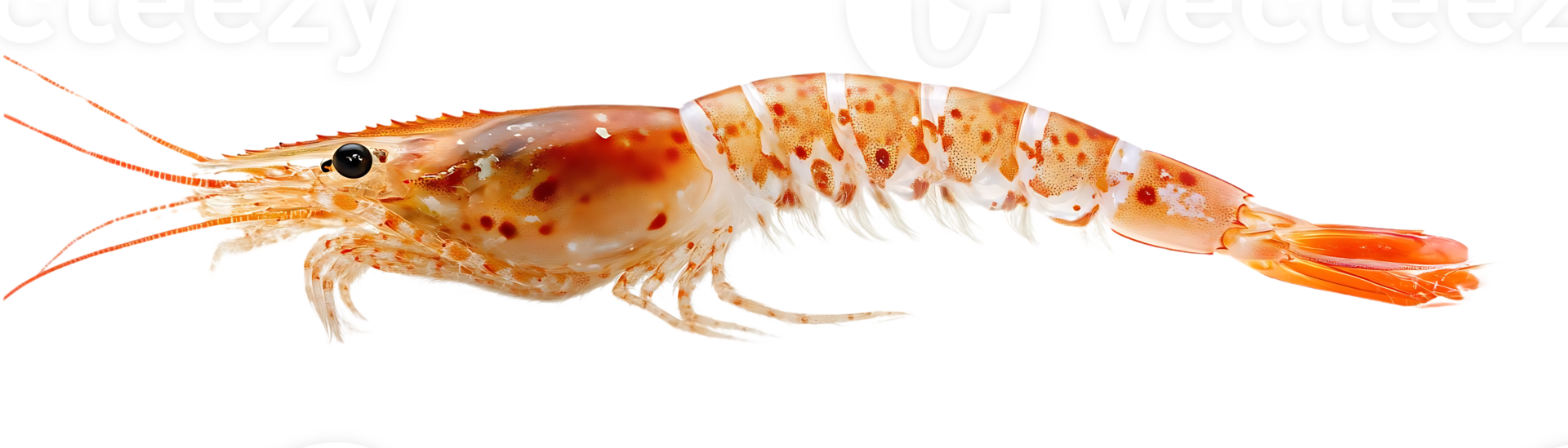 Shrimp with Transparent Background, a Close-Up View of the Crustacean's Body and Details png