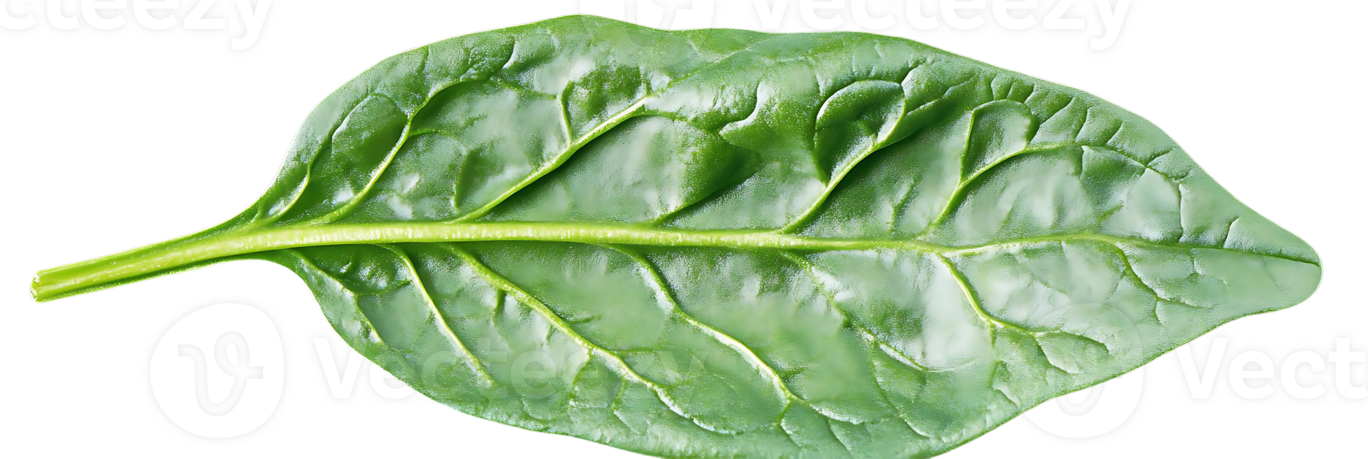 Fresh Green Spinach Leaf Isolated on Transparent Background - Perfect for Design and Mockups png