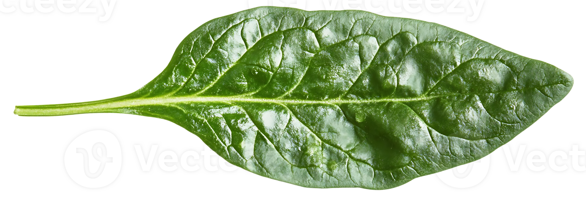 A Single Spinach Leaf Isolated on a Transparent Background, Demonstrating its Vibrant Green Hue and Intricate Veining, Perfect for Culinary or Botanical Design Projects. png