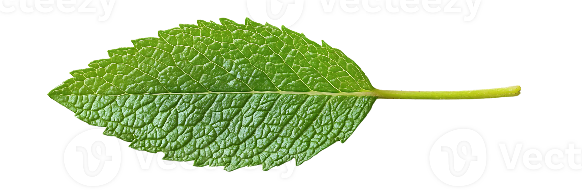 A Single Green Mint Leaf with Transparent Background, Isolated on Black Background png