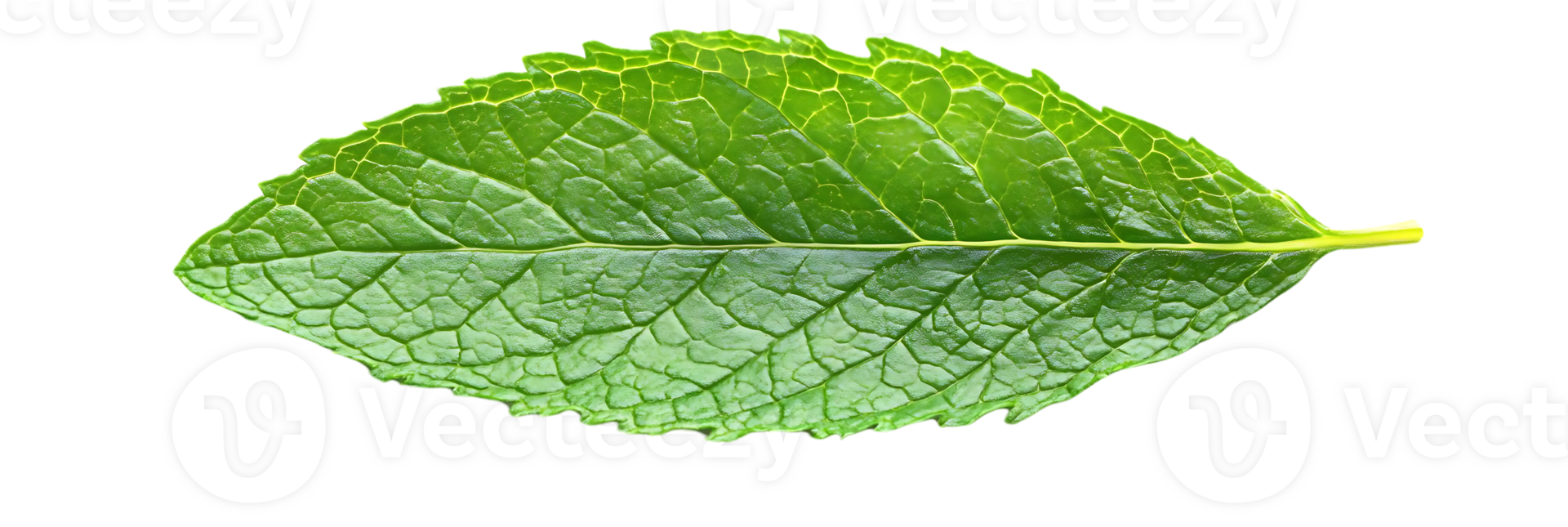 Single Mint Leaf Isolated on Transparent Background, Green, Fresh, Closeup, Texture, Nature, Botanical, Organic, Plant, Herbal, Fragrant, Aromatic, Peppermint, Spearmint, Leaf, Detail, Macro, Photography, Isolated png