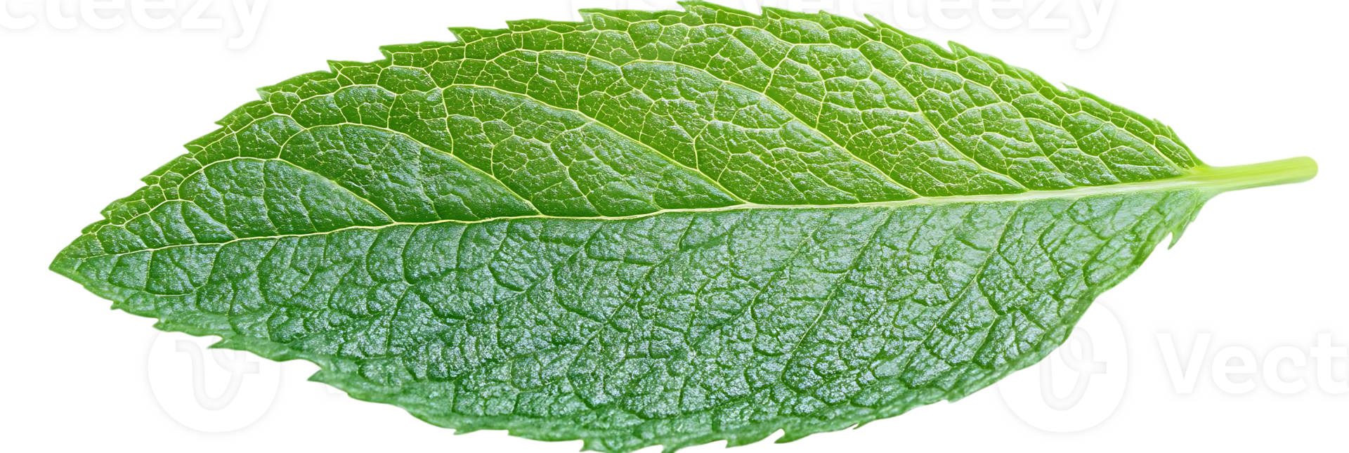 A Single Green Leaf with Transparent Background, Isolated on Black,  Veins and Texture Clearly Visible png