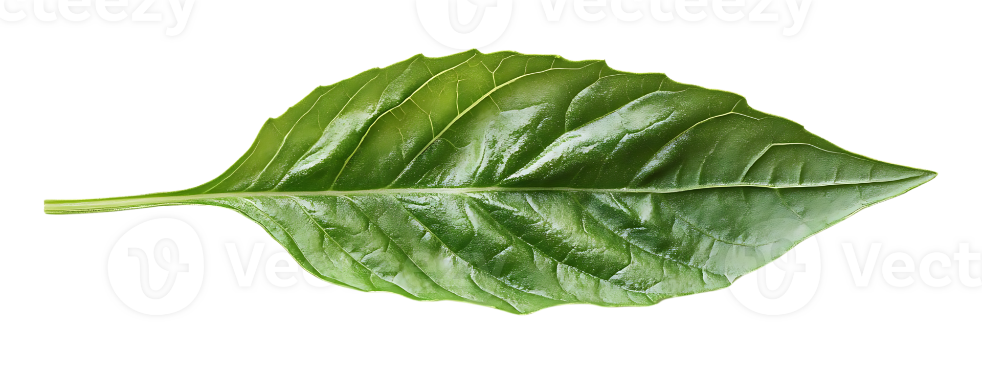 Single Green Leaf Isolated on a Transparent Background, Perfect for Design Projects png