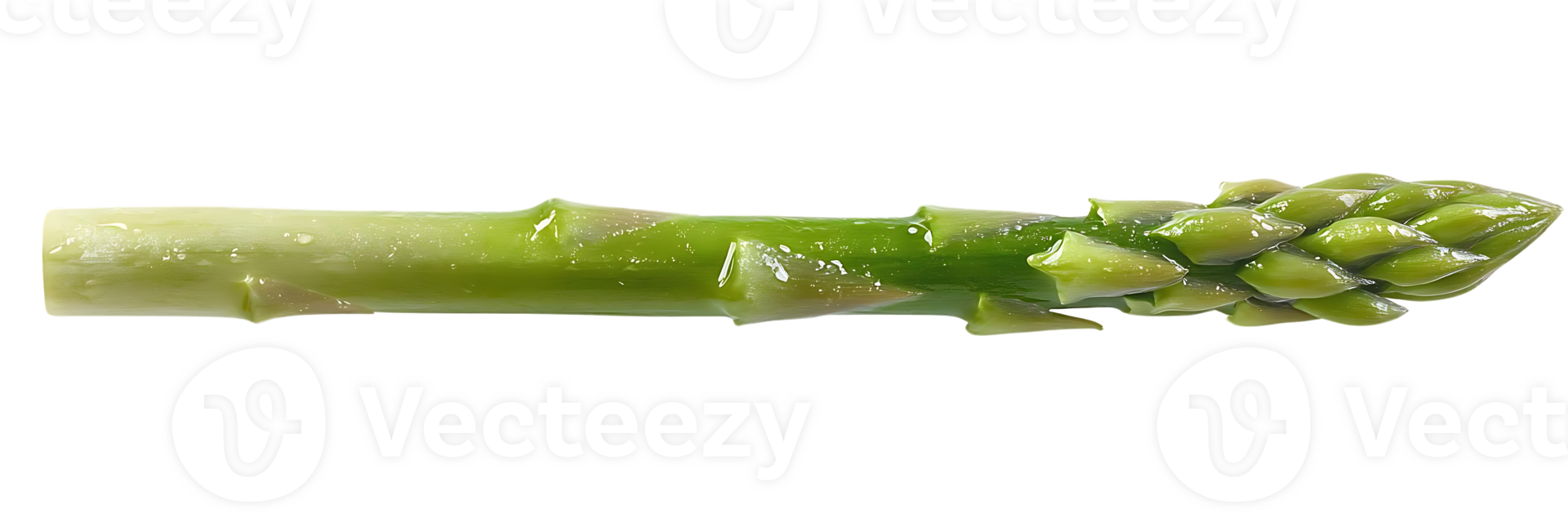 Fresh Green Asparagus Spear with Transparent Background png