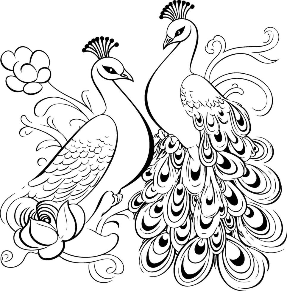 Peacock and Peacock Black and white illustration vector