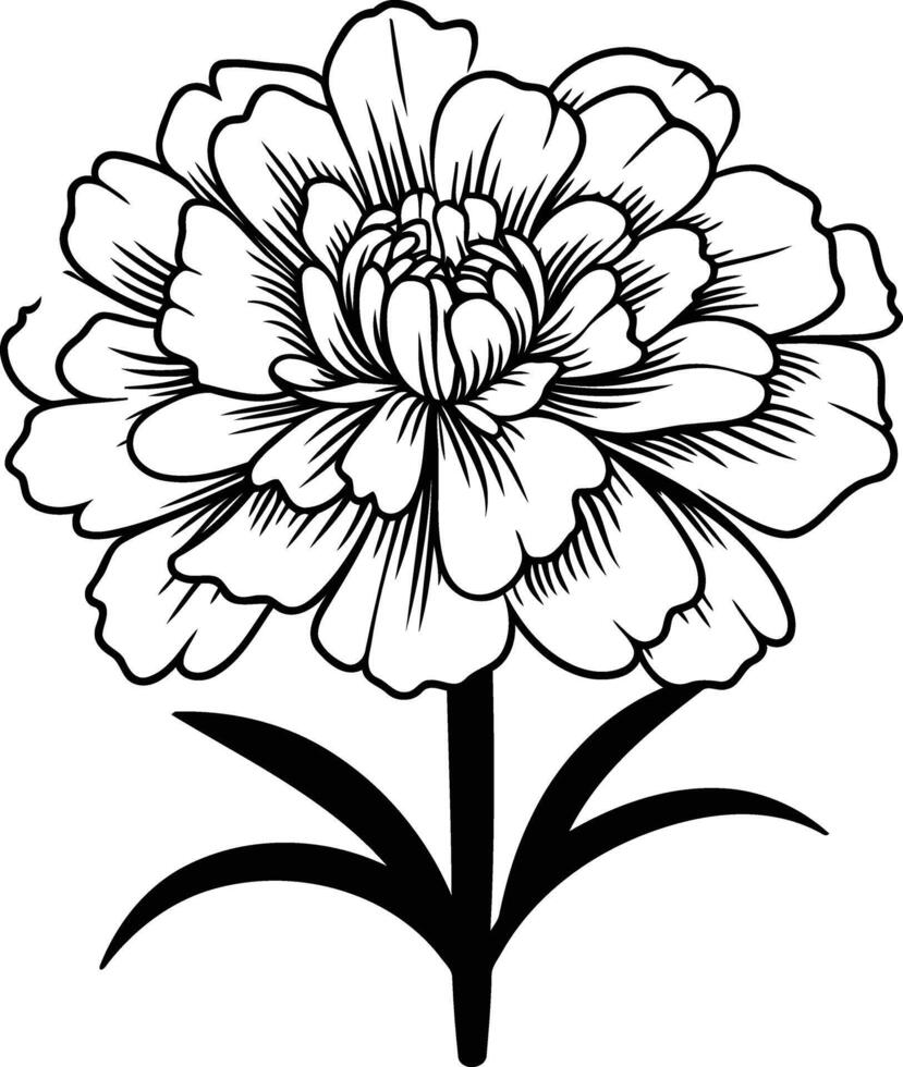 Elegant black and white line art illustration of a single marigold flower vector