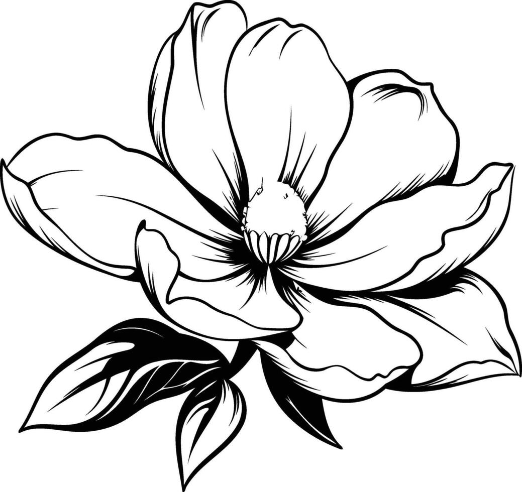 Elegant black and white line art illustration of a single magnolia blossom vector