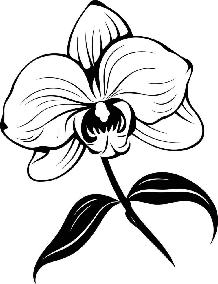 Elegant black and white line drawing of an orchid flower, perfect for tattoo designs, branding, or decorative elements vector