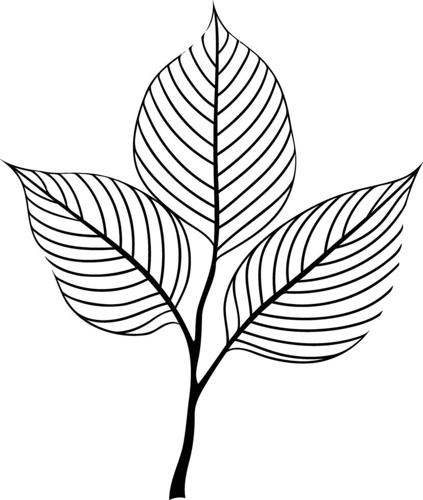 Simple, elegant line art illustration of three leaves on a branch vector