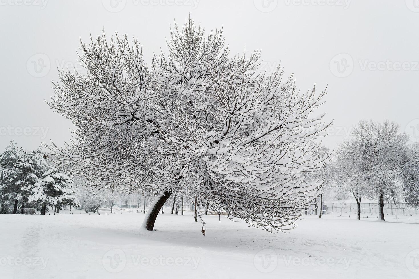 Tree in a park covered in snow. Winter scene. photo