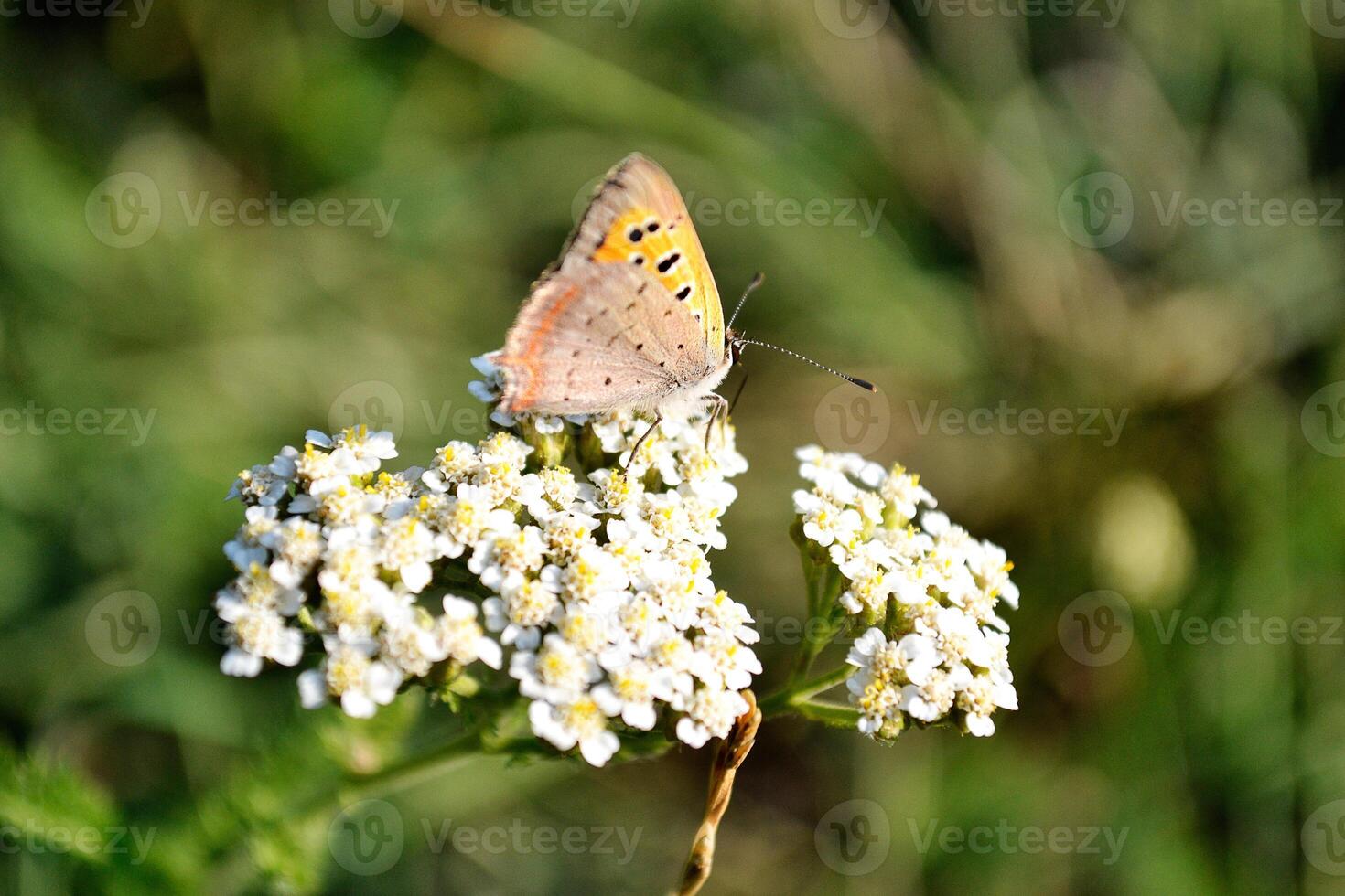 Butterfly on a flower in nature. Shallow depth of field. photo