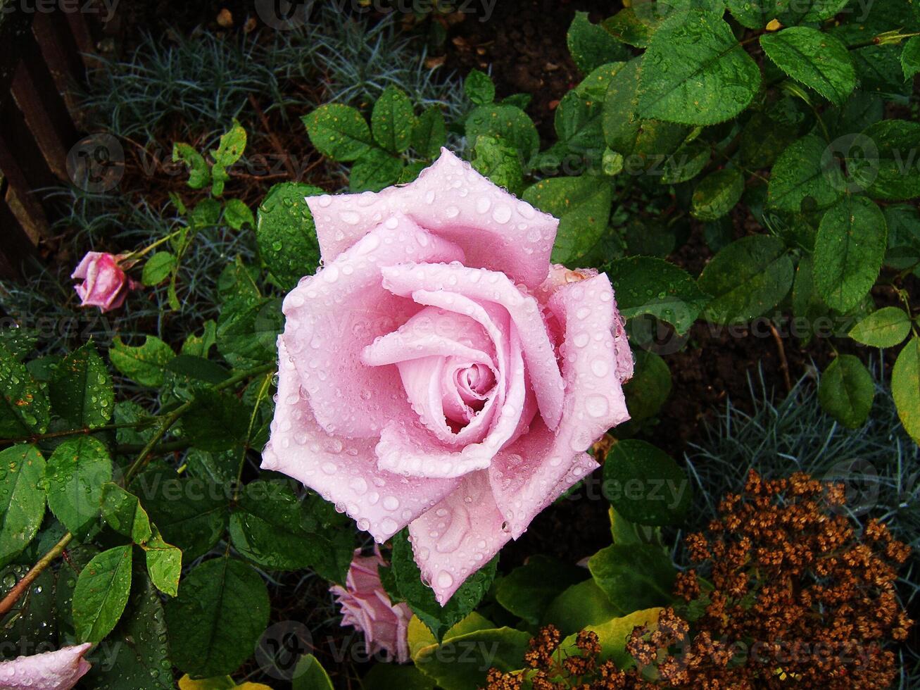 Close-up on a pink rose with rain drops in a garden photo