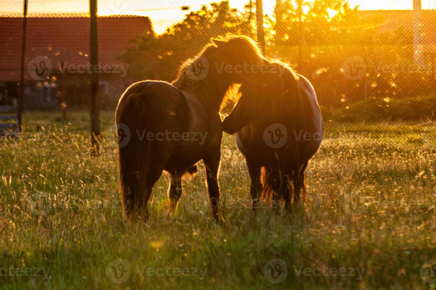 Two ponies playing in a field near a farm. Sun flares. photo