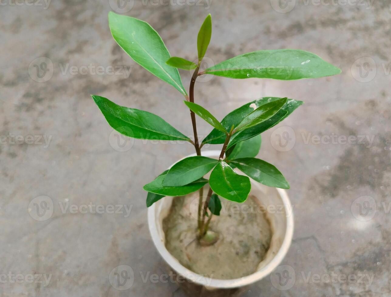 Java Plum Plant with drip irrigation - Drip Irrigation Installed for Tree Plantation Process at home. black plum seedlings in disposal glass photo