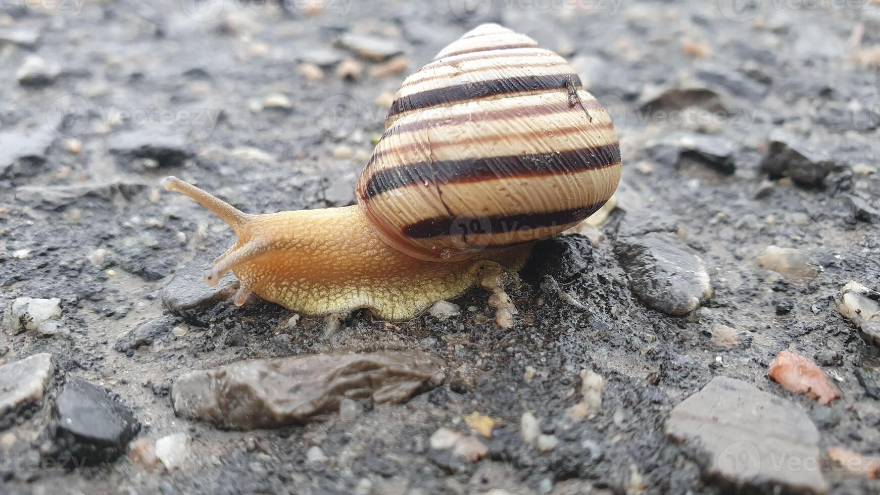 Big brown snail slug crawling on the ground. Helix pomatia garden snail with striped shell in close up view. Garden pest, edible snail. photo