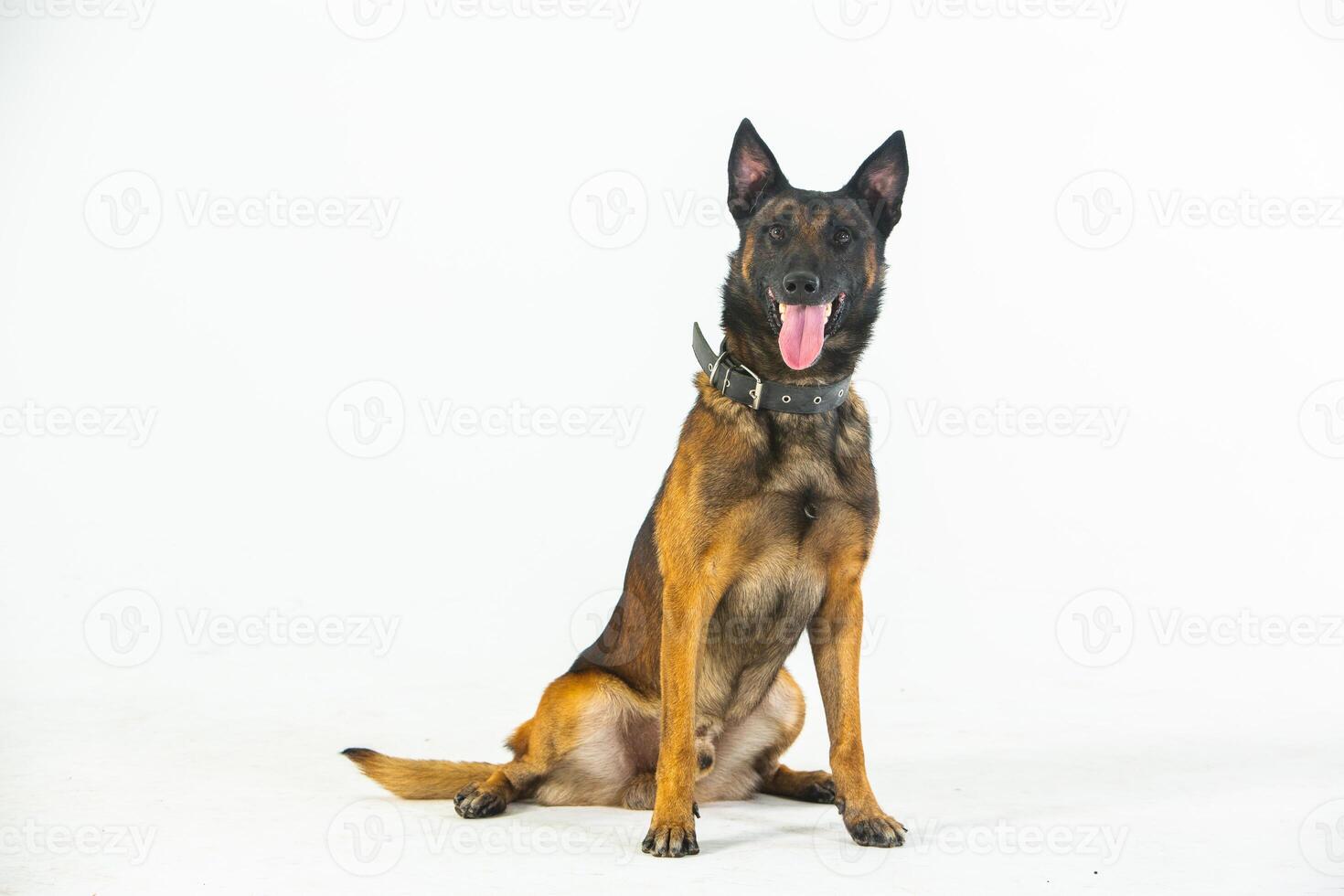 German shepherd dog on a white background, close-up portrait. photo