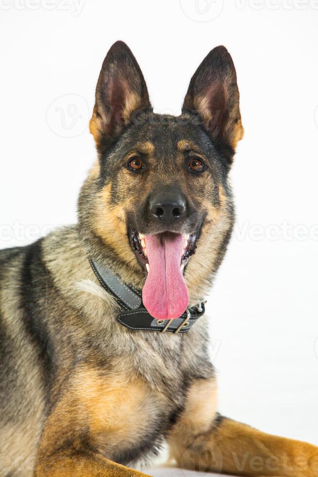 German shepherd dog on a white background, close-up portrait. photo