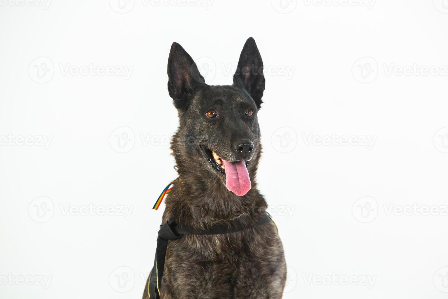 German shepherd dog on a white background, close-up portrait. photo